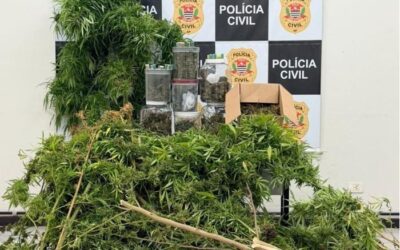 Homem é preso por cultivo e venda de maconha em Sorocaba
