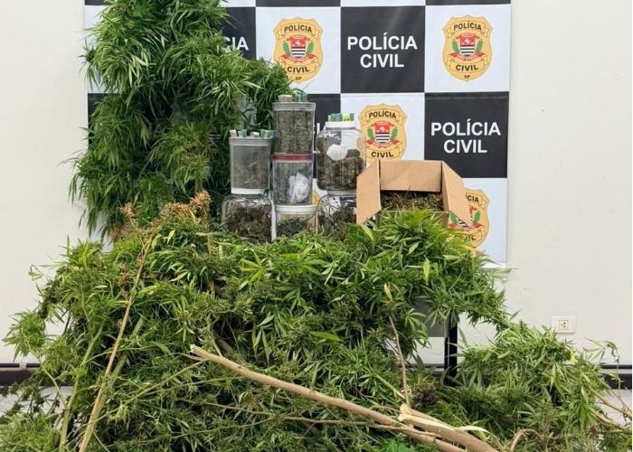 Imagem da apreens&atilde;o dos p&eacute;s de maconha