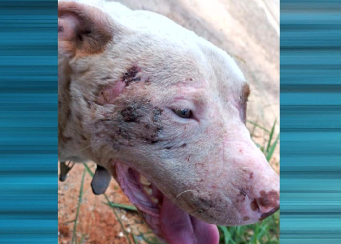 Ministério Público arquiva investigação sobre supostos maus-tratos a pitbull em Sorocaba