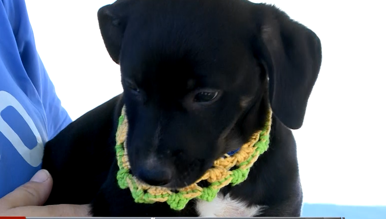 Imagem de c&atilde;es.