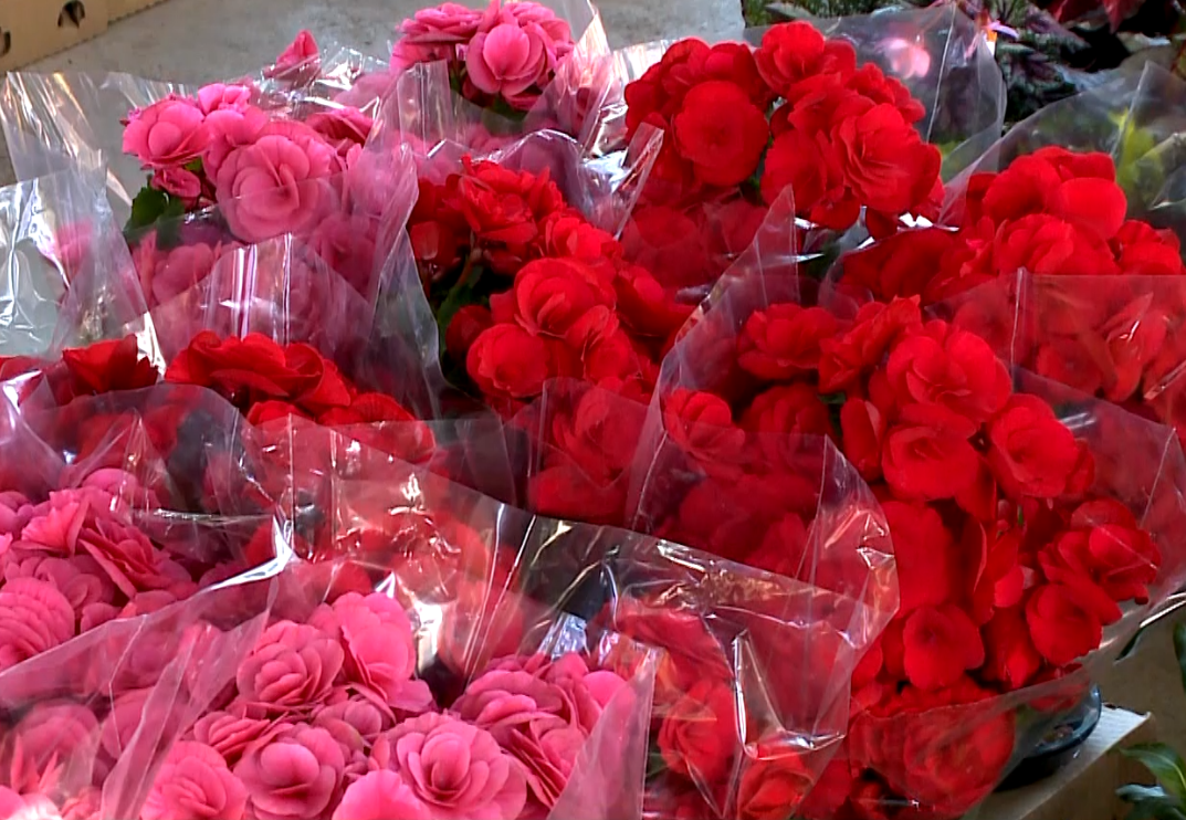 Imagem de rosas.