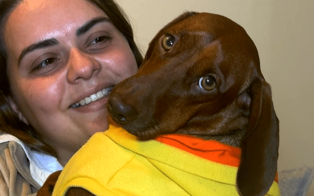 Mundial de seleções exige cuidados especiais com os pets durante os jogos
