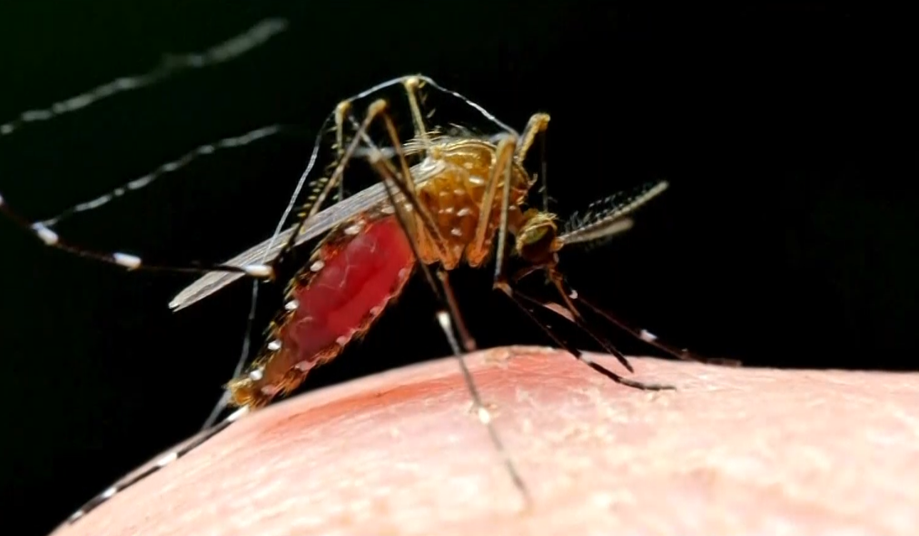 Imagem de mosquito da dengue.